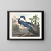 Héron de Louisiane - John James Audubon — inramlat konstverk på väggen