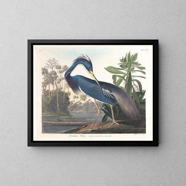Héron de Louisiane - John James Audubon — inramlat konstverk på väggen
