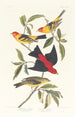 Tangara de Louisiane Tangara écarlate - John James Audubon — vy av konstverket