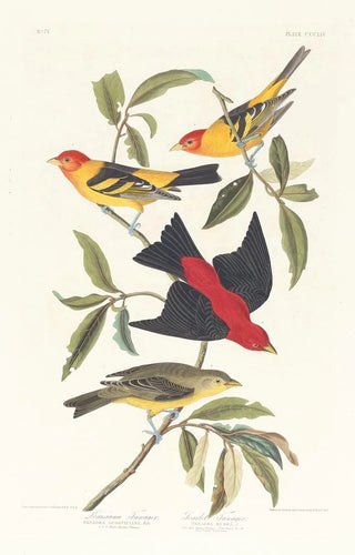 John James Audubon - Louisiana tanager Scarlet tanager.webp