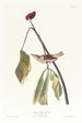 Grive de Louisiane - John James Audubon — vy av konstverket