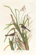 Pinson de MacGillivray - John James Audubon — vy av konstverket