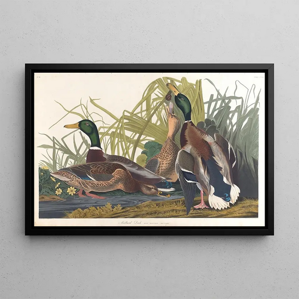 John James Audubon - Mallard duck.webp