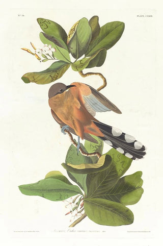 John James Audubon - Mangrove cuckoo.webp