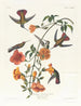 mangrovetribben - John James Audubon — vy av konstverket