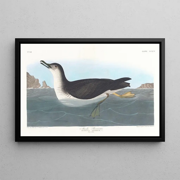 Puffin des Anglais - John James Audubon — inramlat konstverk på väggen