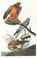ängspiplärka - John James Audubon — vy av konstverket
