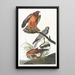 ängspiplärka - John James Audubon — inramlat konstverk på väggen