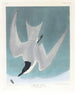 Sterne des marais - John James Audubon — vy av konstverket