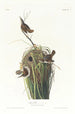 Troglodyte des marais - John James Audubon — vy av konstverket