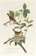 Marylands Paruline - John James Audubon — vy av konstverket