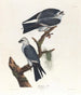 Mississippi-vingfågeln - John James Audubon — vy av konstverket
