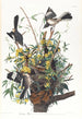 Moqueur - John James Audubon — vy av konstverket