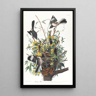 John James Audubon - Mocking bird.webp