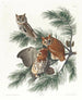 Tjocktavlig uggla - John James Audubon — vy av konstverket
