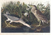 Bihoreau eller fågel-qua - John James Audubon — vy av konstverket