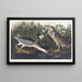 Bihoreau eller fågel-qua - John James Audubon — inramlat konstverk på väggen