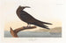 Noddi brun - John James Audubon — vy av konstverket
