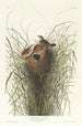 Troglodyte des marais de Nuttall - John James Audubon — vy av konstverket