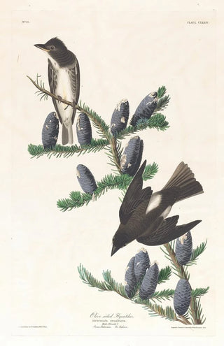 John James Audubon - Olive sided flycatcher.webp