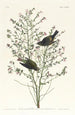 Paruline à couronne orangée - John James Audubon — vy av konstverket