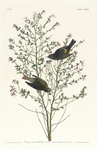 John James Audubon - Orangecrowned warbler.webp