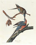 Pigeon voyageur - John James Audubon — vy av konstverket
