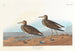 Bécasseau à poitrine cendrée - John James Audubon — vy av konstverket