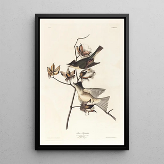 John James Audubon - Pewit flycatcher.webp