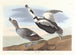 Kanadagås - John James Audubon — vy av konstverket