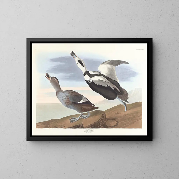 Kanadagås - John James Audubon — inramlat konstverk på väggen