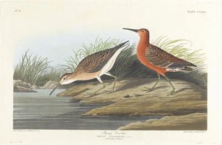 John James Audubon - Pigmy curlew.webp