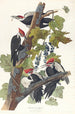 Pic à tête rouge - John James Audubon — vy av konstverket