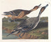 Kanadagås med spetsig stjärt - John James Audubon — vy av konstverket