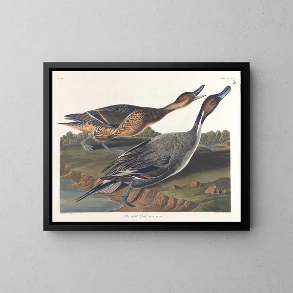 Kanadagås med spetsig stjärt - John James Audubon — inramlat konstverk på väggen