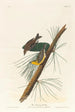 tallparakit - John James Audubon — vy av konstverket