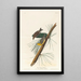 tallparakit - John James Audubon — inramlat konstverk på väggen