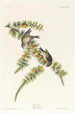 Pinson des pins - John James Audubon — vy av konstverket
