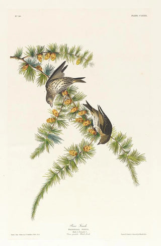 John James Audubon - Pine finch.webp