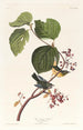 sumpparuline - John James Audubon — vy av konstverket