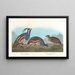Perdrix huppée, Perdrix à pattes épaisses - John James Audubon — inramlat konstverk på väggen