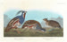 Perdrix huppée, Perdrix à pattes épaisses - John James Audubon — vy av konstverket