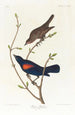 Stenfågel i prärien - John James Audubon — vy av konstverket