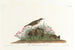 Alouette des prairies - John James Audubon — vy av konstverket
