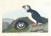Macareux - John James Audubon — vy av konstverket