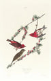 Roselin pourpré - John James Audubon — vy av konstverket