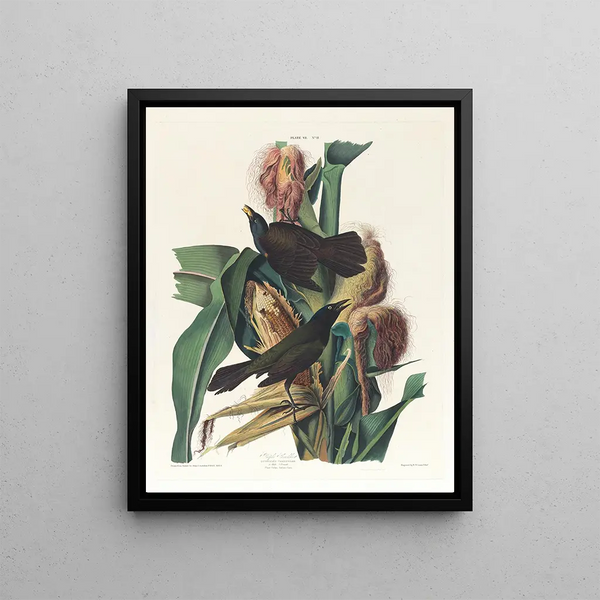 John James Audubon - Purple grackle.webp