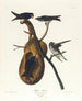 Hirondelle pourprée - John James Audubon — vy av konstverket