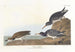 Bécasseau violet - John James Audubon — vy av konstverket