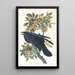 Corbeau - John James Audubon — inramlat konstverk på väggen